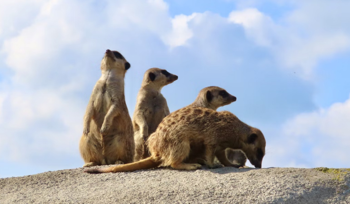 What Meerkats Can Teach Us About Teamwork and Unity 